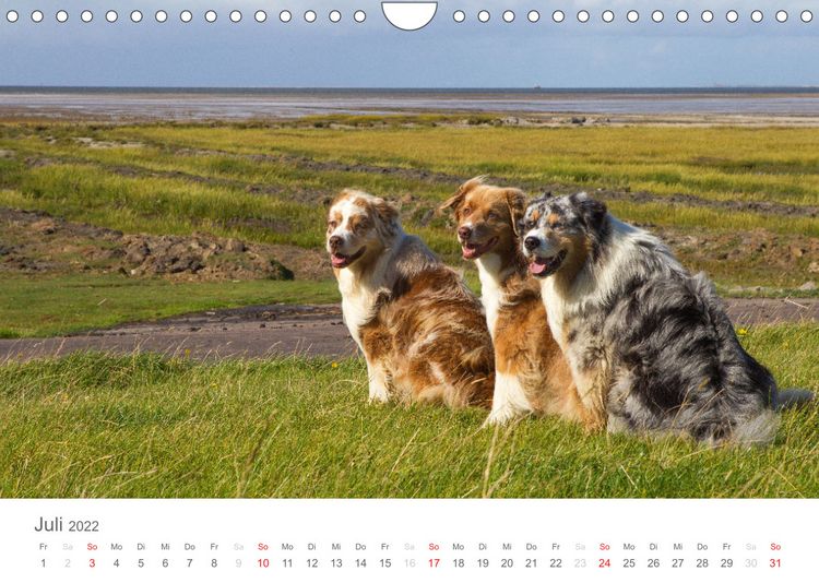 Produktbild: Australian Shepherd 2022 (Wandkalender 2022 DIN A4 quer)