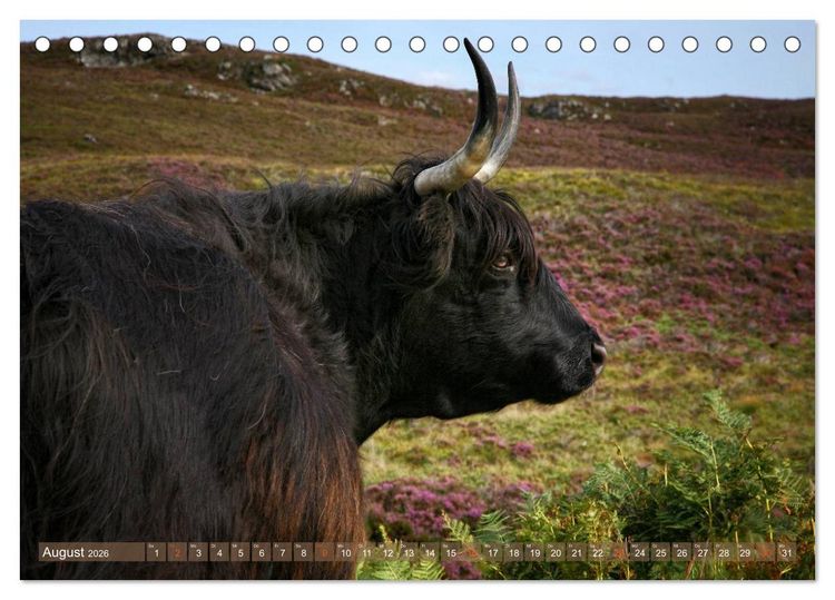 Produktbild: Schottische Hochlandrinder - Highland Cattle im Portrait (Tischkalender 2026 DIN A5 quer), CALVENDO Monatskalender
