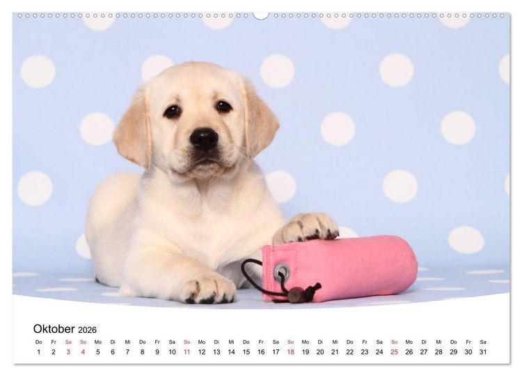 Produktbild: Labrador Welpen - Labrador Puppies (hochwertiger Premium Wandkalender 2026 DIN A2 quer), Kunstdruck in Hochglanz