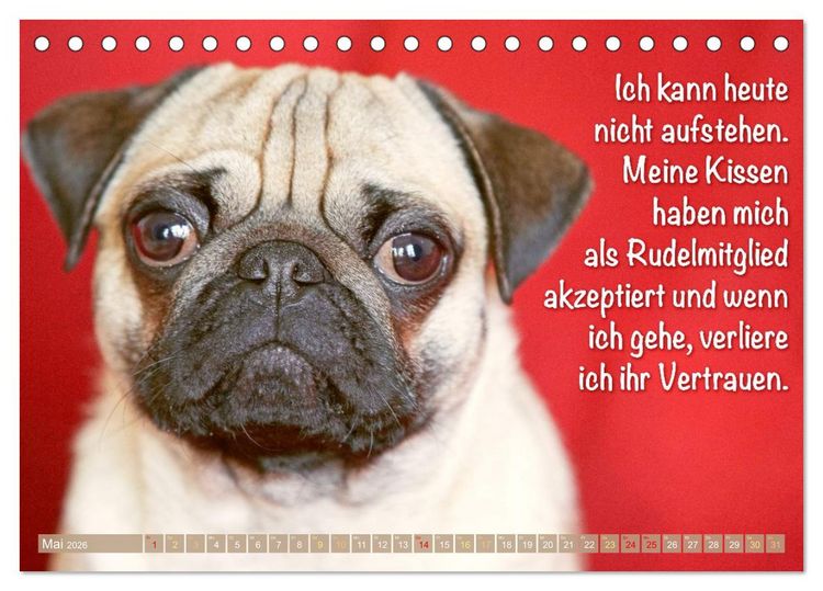 Produktbild: Mopsala: Vom Gl&uuml;ck, ein Mops zu sein (Tischkalender 2026 DIN A5 quer), CALVENDO Monatskalender