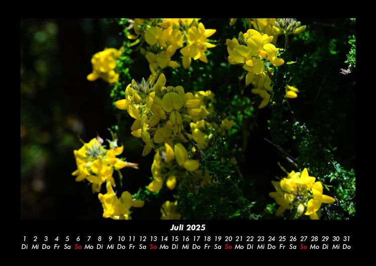 Produktbild: Pflanzen und Bl&uuml;ten 2025 Fotokalender DIN A3