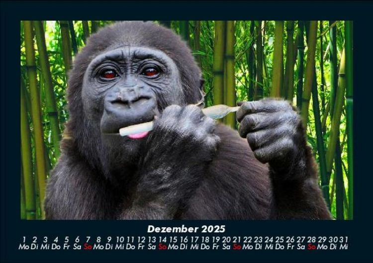 Produktbild: Welt der Affen 2025 Fotokalender DIN A5