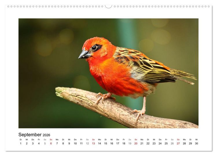 Produktbild: Zauberhaft und farbenfroh (hochwertiger Premium Wandkalender 2026 DIN A2 quer), Kunstdruck in Hochglanz