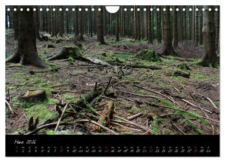 Produktbild: Wald (Wandkalender 2026 DIN A4 quer), CALVENDO Monatskalender