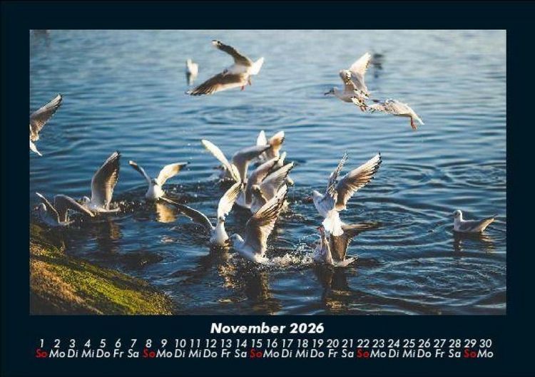 Produktbild: M&ouml;wen 2026 Fotokalender DIN A5