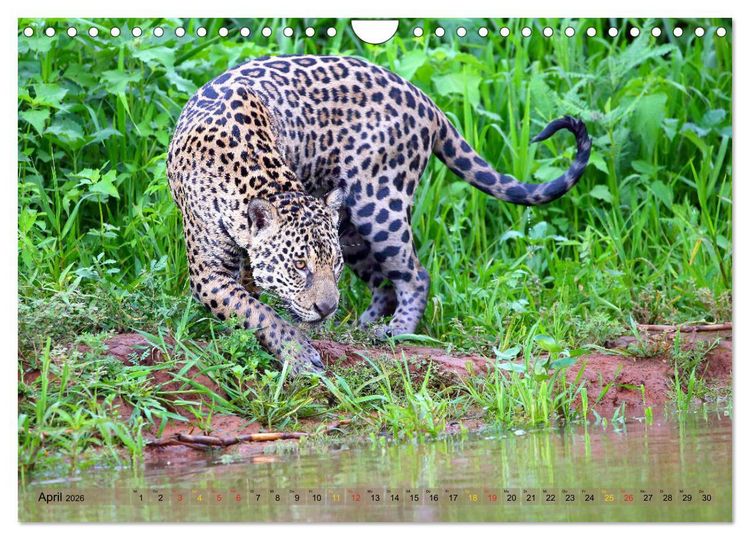 Produktbild: Jaguare im Pantanal (Wandkalender 2026 DIN A4 quer), CALVENDO Monatskalender