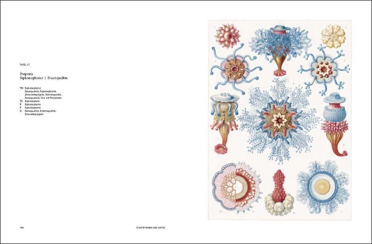 Produktbild: Ernst Haeckel