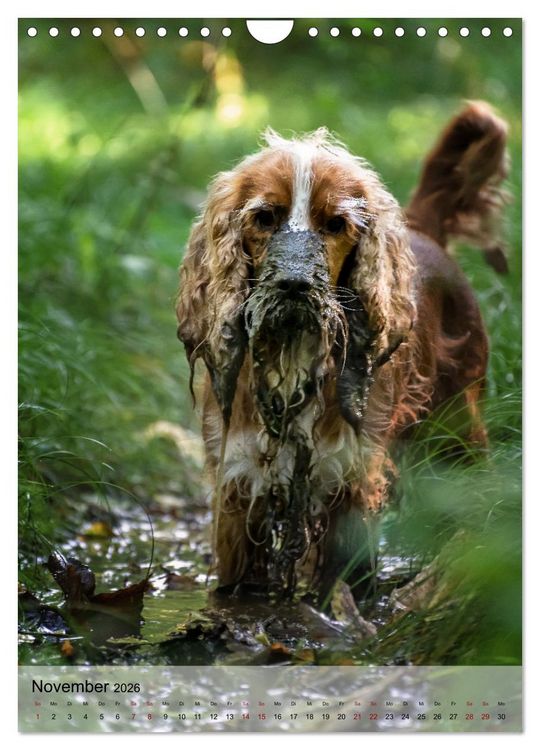 Produktbild: Witzige Hunde (Wandkalender 2026 DIN A4 hoch), CALVENDO Monatskalender