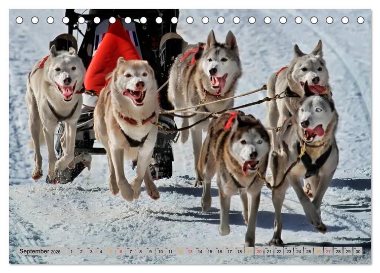 Produktbild: Huskies - Schlittenhunde (Tischkalender 2026 DIN A5 quer), CALVENDO Monatskalender