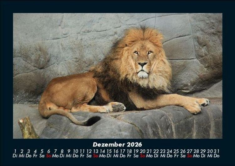 Produktbild: L&ouml;wen in der Wildnis 2026 Fotokalender DIN A5