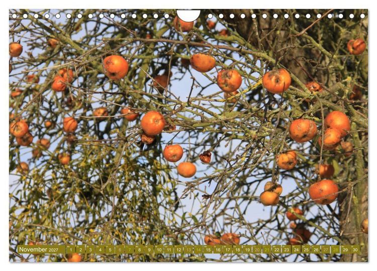 Produktbild: Apfelbaum und Streuobstwiesen (Wandkalender 2027 DIN A4 quer), CALVENDO Monatskalender