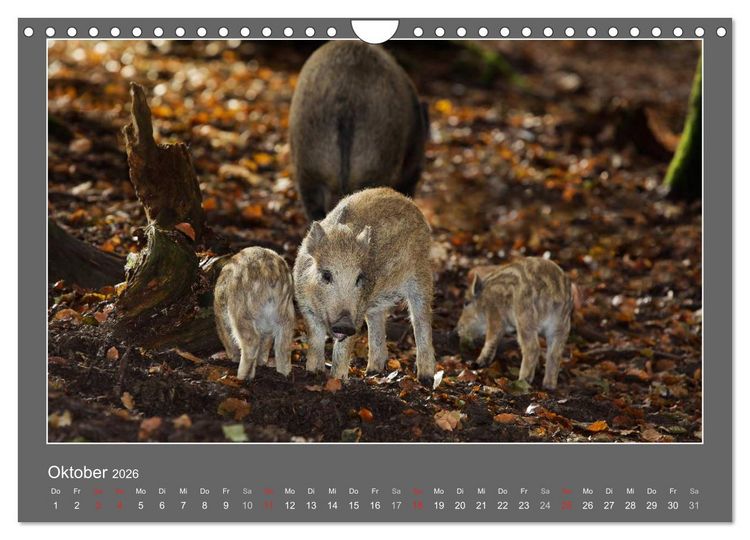 Produktbild: Tierbabys 2026 (Wandkalender 2026 DIN A4 quer), CALVENDO Monatskalender