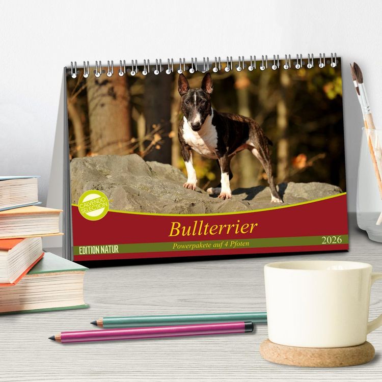 Produktbild: Bullterrier, Powerpakete auf 4 Pfoten (Tischkalender 2026 DIN A5 quer), CALVENDO Monatskalender