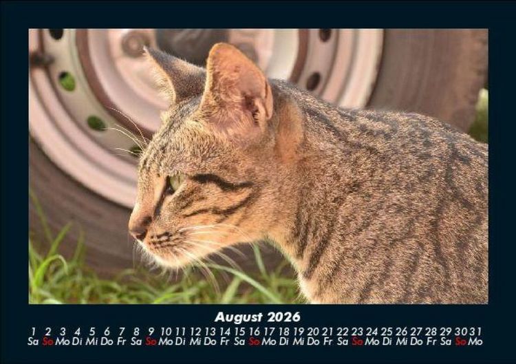 Produktbild: F&uuml;r Katzenfreunde 2026 Fotokalender DIN A5