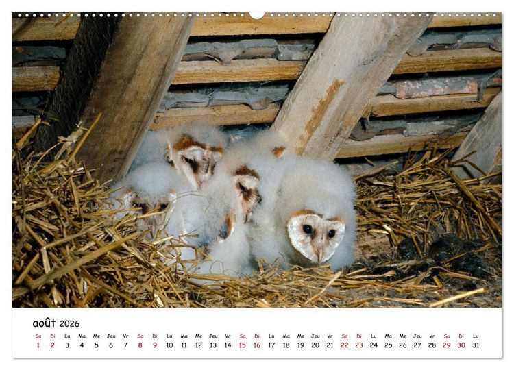 Produktbild: La vie des chouettes, les dames de la nuit (Calendrier mural 2026 DIN A2 vertical), CALVENDO calendrier mensuel