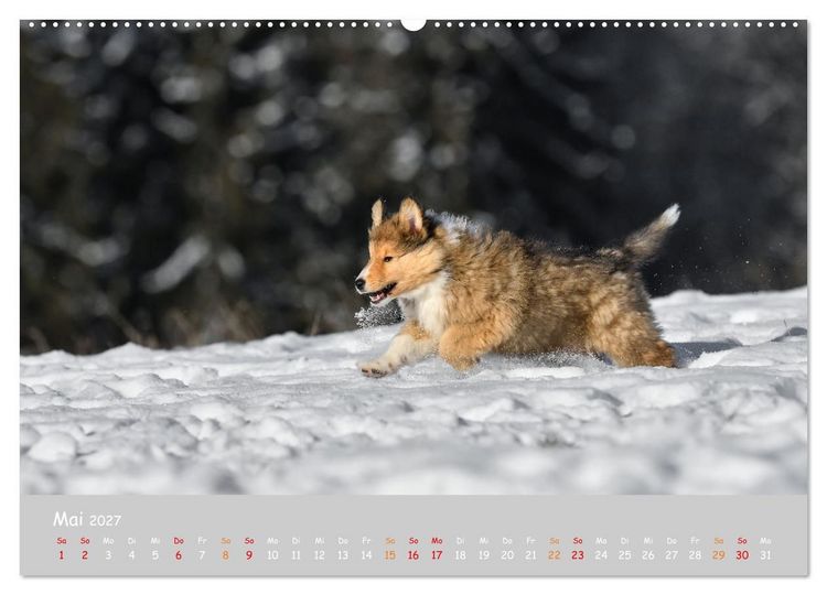 Produktbild: Collie Welpen im Schnee (Wandkalender 2027 DIN A2 quer), CALVENDO Monatskalender