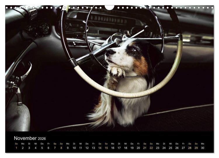 Produktbild: Australian Shepherd - Vielfalt in einer Rasse (Wandkalender 2026 DIN A3 quer), CALVENDO Monatskalender