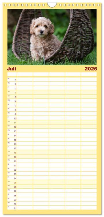 Produktbild: Familienplaner 2026 - Maltipoo Welpen mit 5 Spalten (Wandkalender, 21 x 45 cm) CALVENDO