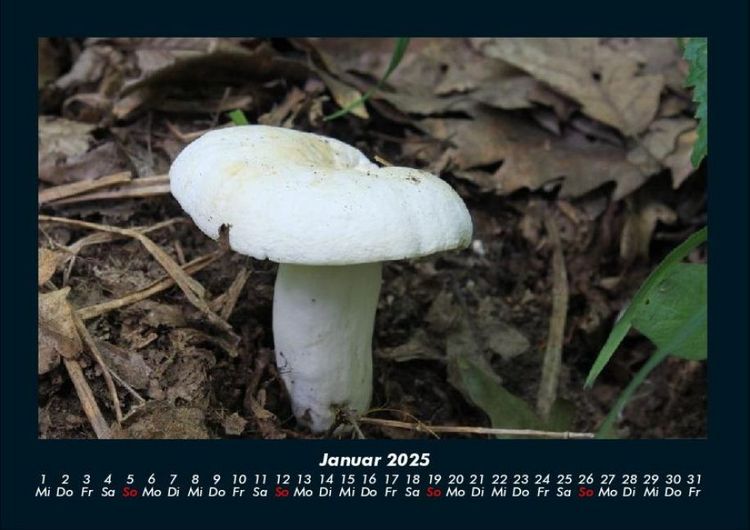 Produktbild: Pilzkalender 2025 Fotokalender DIN A4