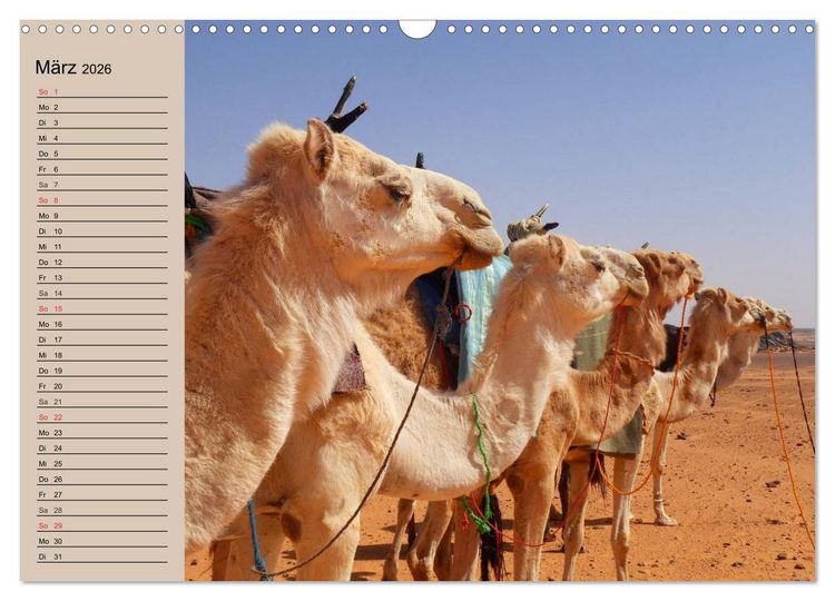 Produktbild: Kamele. Dromedar und Trampeltier (Wandkalender 2026 DIN A3 quer), CALVENDO Monatskalender