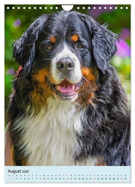 Produktbild: Berner Sennenhund - stark , sch&ouml;n und liebenswert (Wandkalender 2026 DIN A4 hoch), CALVENDO Monatskalender
