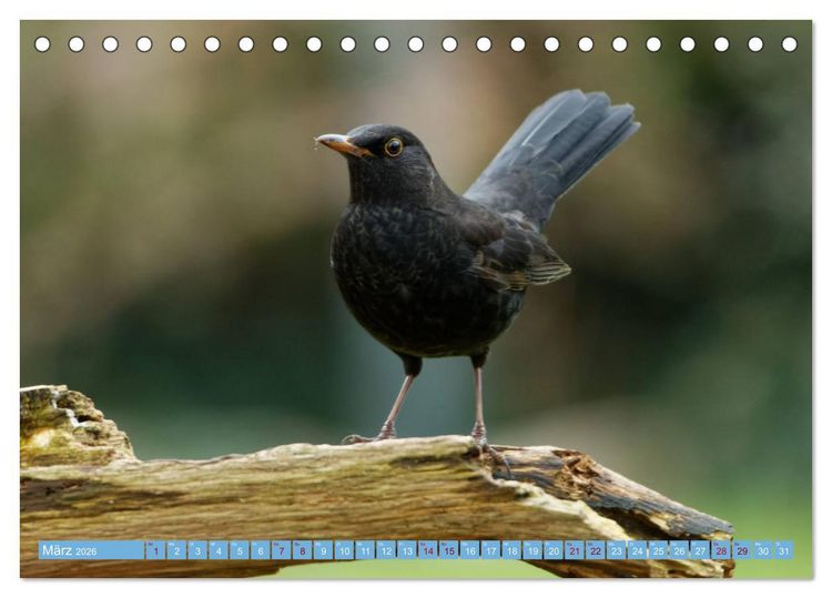 Produktbild: Amsel - Schwarzdrossel fotografiert von Ostfriesenfotografie (Tischkalender 2026 DIN A5 quer), CALVENDO Monatskalender