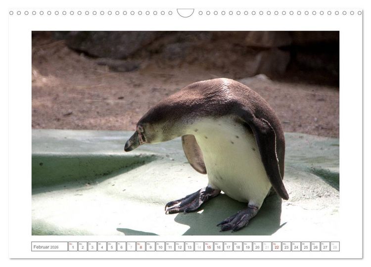 Produktbild: Tiere im Zoo (Wandkalender 2026 DIN A3 quer), CALVENDO Monatskalender