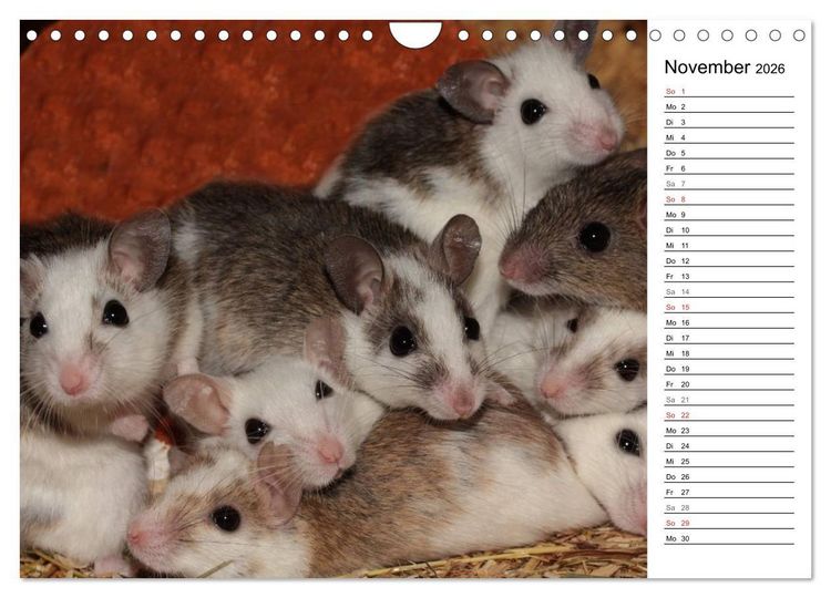 Produktbild: Mausebande (Wandkalender 2026 DIN A4 quer), CALVENDO Monatskalender