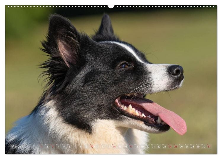 Produktbild: Islandhunde im Portrait (hochwertiger Premium Wandkalender 2026 DIN A2 quer), Kunstdruck in Hochglanz