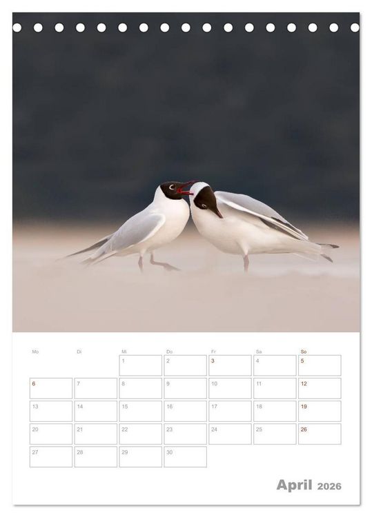 Produktbild: M&ouml;wen - die V&ouml;gel der K&uuml;ste (Tischkalender 2026 DIN A5 hoch), CALVENDO Monatskalender