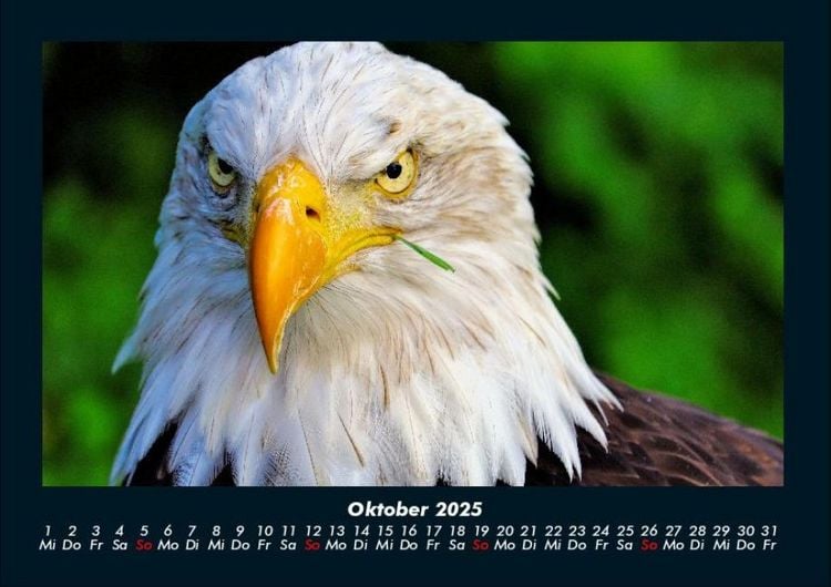 Produktbild: Adler 2025 Fotokalender DIN A4