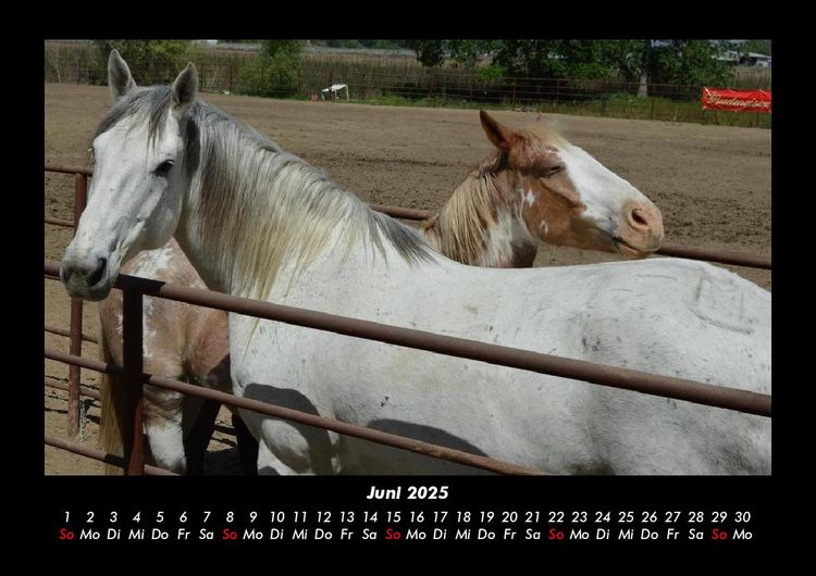 Produktbild: Die Welt der Pferde 2025 Fotokalender DIN A3