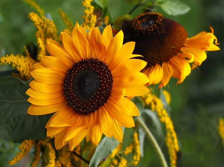 Produktbild: Sonnenblumen (Puzzle)