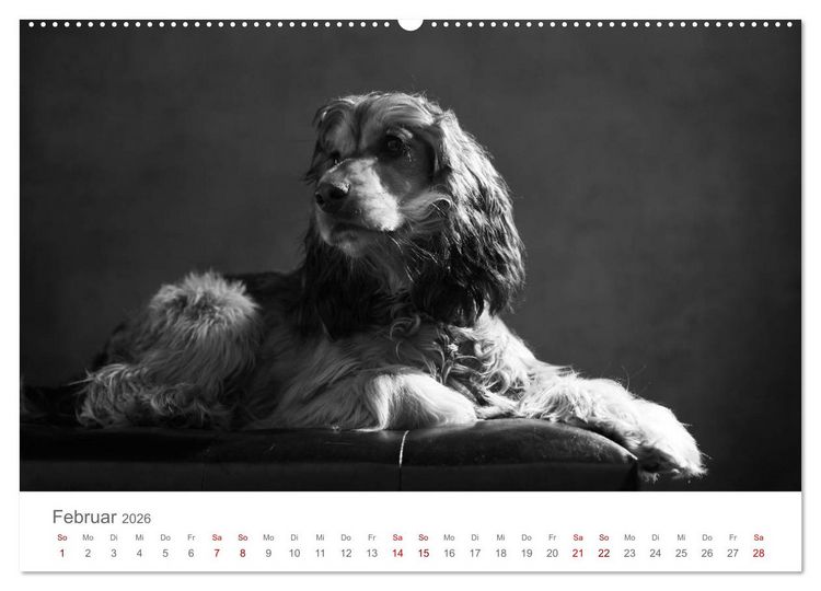 Produktbild: Hundeportraits Fine Art (hochwertiger Premium Wandkalender 2026 DIN A2 quer), Kunstdruck in Hochglanz