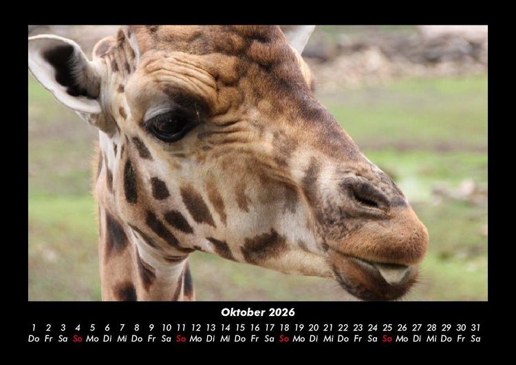 Produktbild: Giraffen 2026 Fotokalender DIN A3