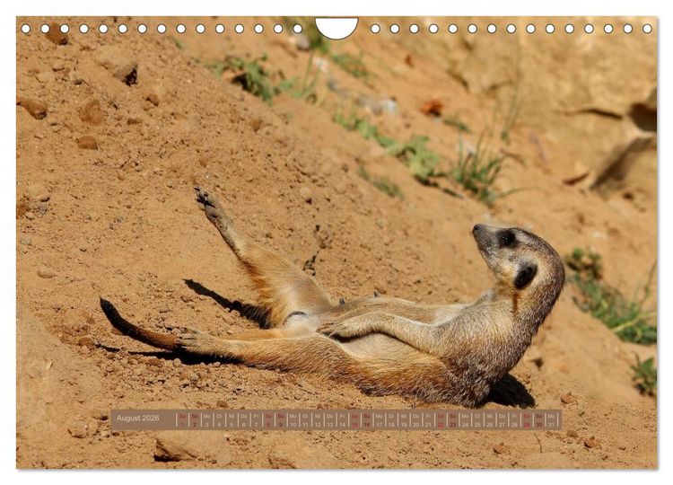 Produktbild: Erdm&auml;nnchen (Wandkalender 2026 DIN A4 quer), CALVENDO Monatskalender