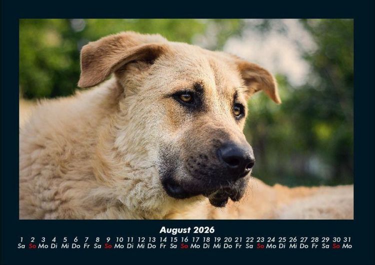 Produktbild: Hunde 2026 Fotokalender DIN A4