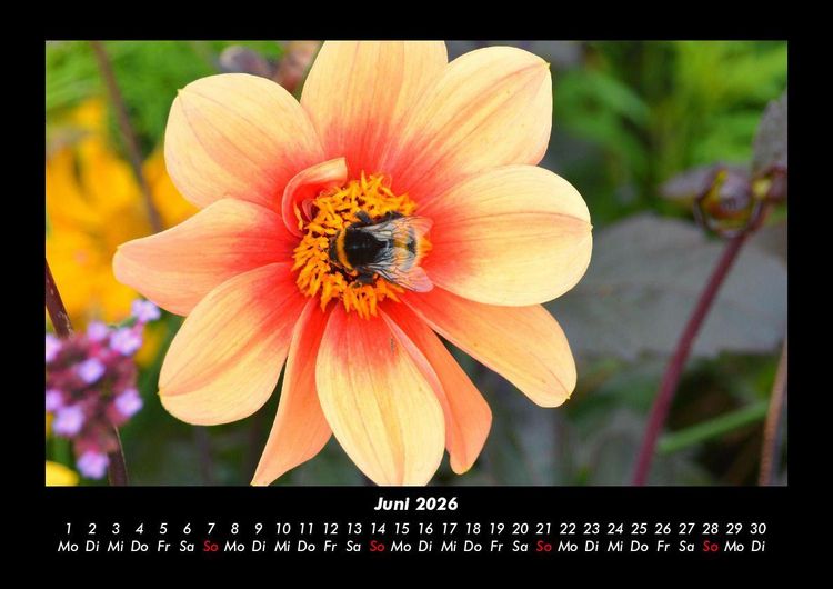Produktbild: Bienen 2026 Fotokalender DIN A3