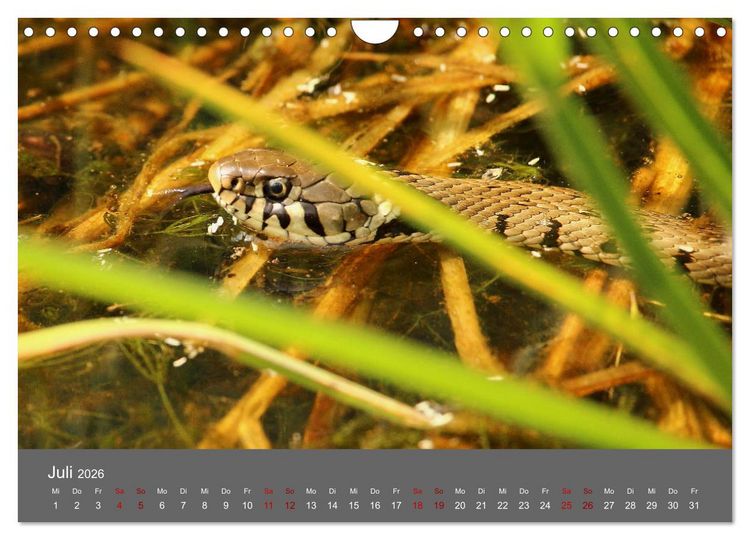 Produktbild: Wahner Heide - Aussichten und Begegnungen (Wandkalender 2026 DIN A4 quer), CALVENDO Monatskalender