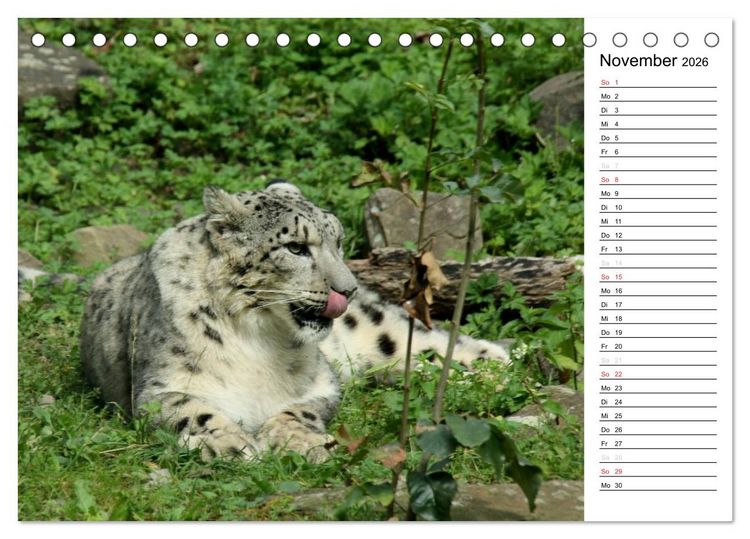 Produktbild: Der Schneeleopard (Tischkalender 2026 DIN A5 quer), CALVENDO Monatskalender