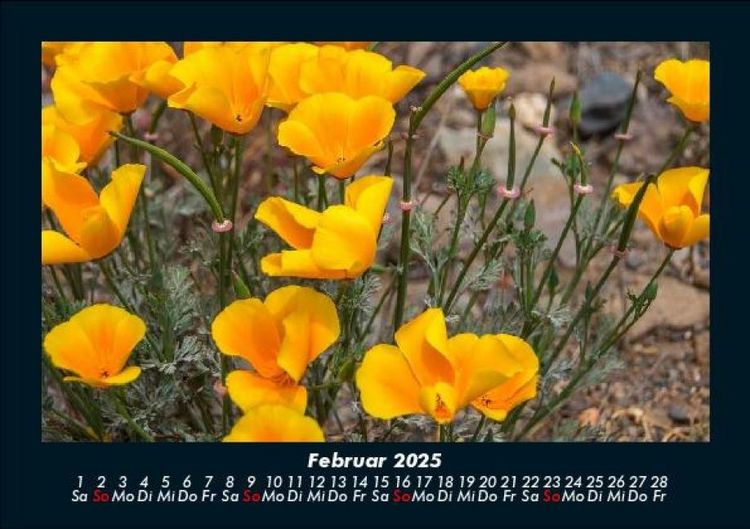 Produktbild: Blumenzauber 2025 Fotokalender DIN A5