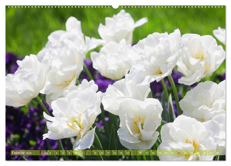 Produktbild: Wei&szlig;e Fr&uuml;hlingsbl&uuml;ten (Wandkalender 2026 DIN A2 quer), CALVENDO Monatskalender