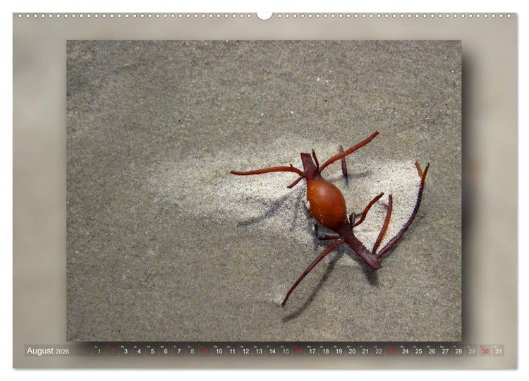 Produktbild: Baltrum - Ein Tag am Strand (hochwertiger Premium Wandkalender 2026 DIN A2 quer), Kunstdruck in Hochglanz