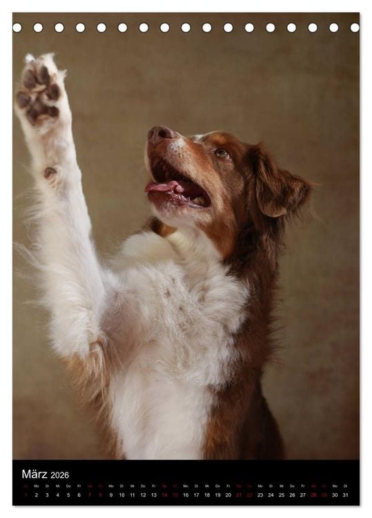 Produktbild: Geliebte Aussies - Australian Shepherds im Portrait (Tischkalender 2026 DIN A5 hoch), CALVENDO Monatskalender