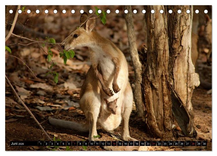 Produktbild: Die Tierwelt in Australien (Tischkalender 2026 DIN A5 quer), CALVENDO Monatskalender