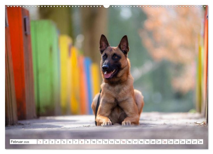 Produktbild: Malinois - belgischer Sch&auml;ferhund (hochwertiger Premium Wandkalender 2026 DIN A2 quer), Kunstdruck in Hochglanz
