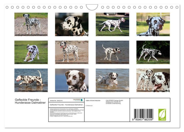 Produktbild: Gefleckte Freunde - Hunderasse Dalmatiner (Wandkalender 2026 DIN A4 quer), CALVENDO Monatskalender