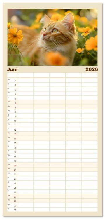 Produktbild: Familienplaner 2026 - Katzen - sanfte Sch&ouml;nheiten mit 5 Spalten (Wandkalender, 21 x 45 cm) CALVENDO
