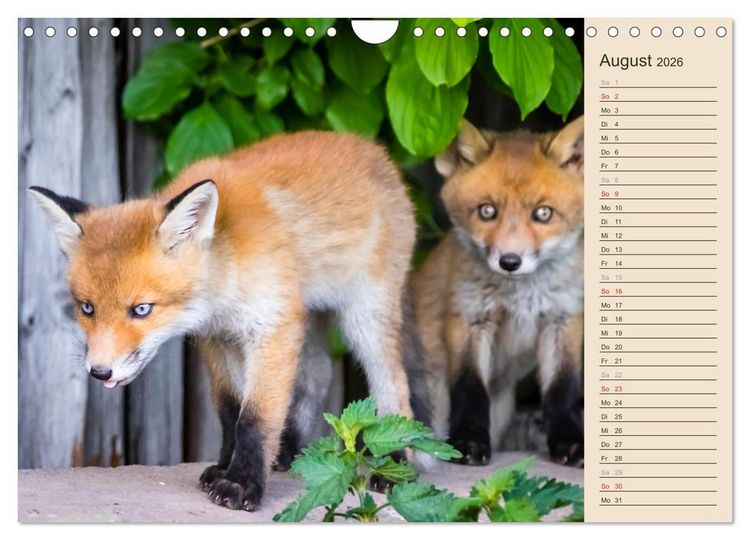 Produktbild: Verspielte Fuchswelpen - Allein zu Haus' (Wandkalender 2026 DIN A4 quer), CALVENDO Monatskalender