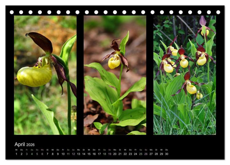 Produktbild: Heimische Orchideen im Dreierpack (Tischkalender 2026 DIN A5 quer), CALVENDO Monatskalender
